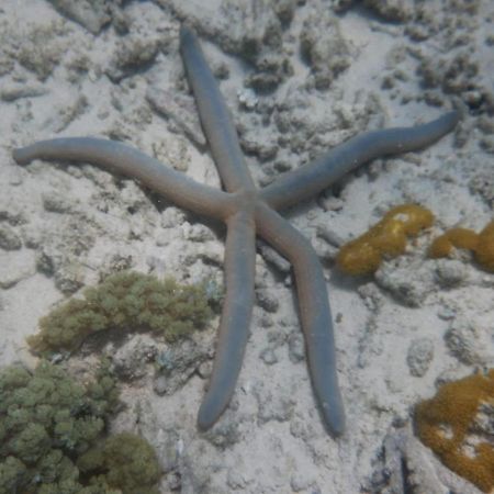 Apartament Wasini Raha Snorkeling And Diving Zewnętrze zdjęcie