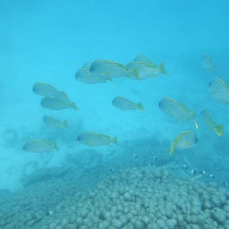 Apartament Wasini Raha Snorkeling And Diving Zewnętrze zdjęcie