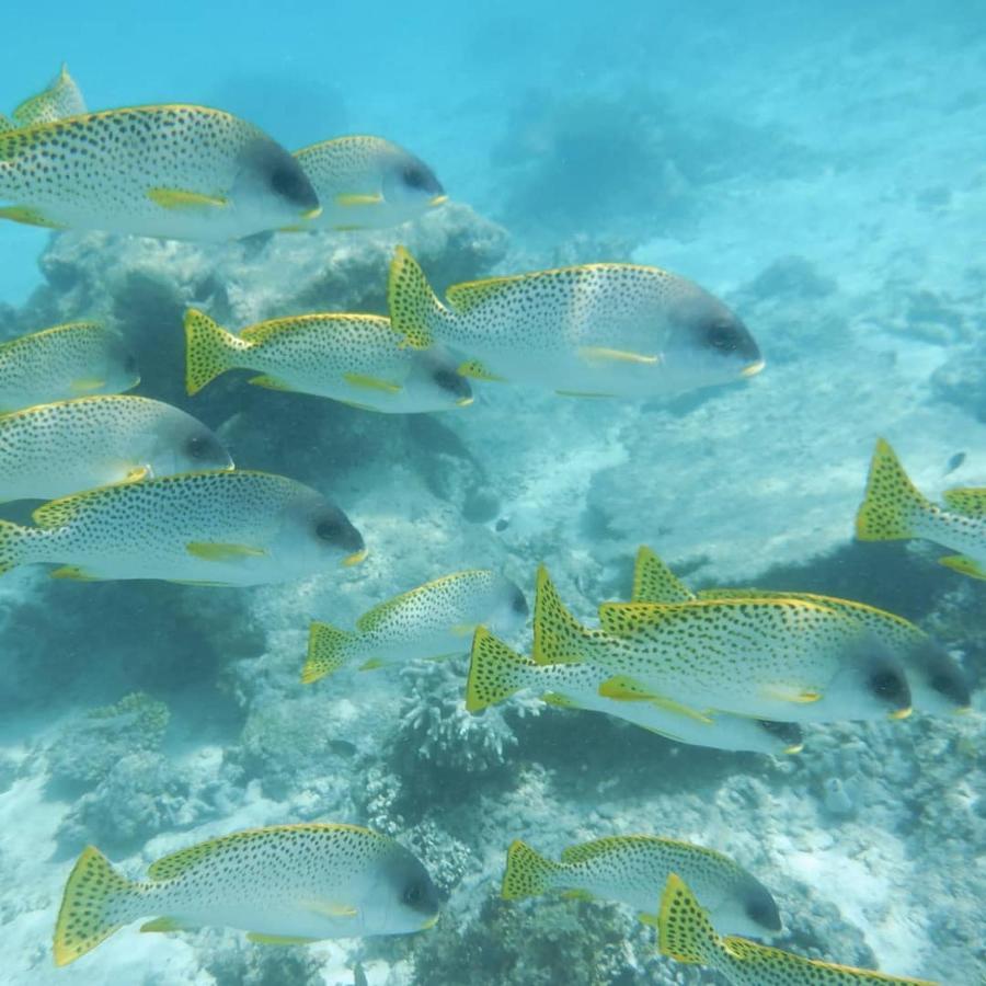 Apartament Wasini Raha Snorkeling And Diving Zewnętrze zdjęcie