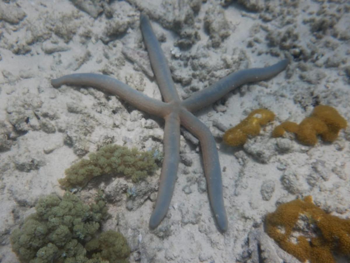 Apartament Wasini Raha Snorkeling And Diving Zewnętrze zdjęcie