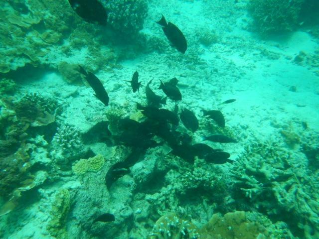 Apartament Wasini Raha Snorkeling And Diving Zewnętrze zdjęcie